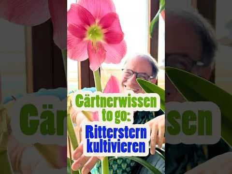 Ritterstern (Amaryllis) erfolgreich überwintern! Gärtnerwissen to go: Mein Geheimtipp für jedes Jahr