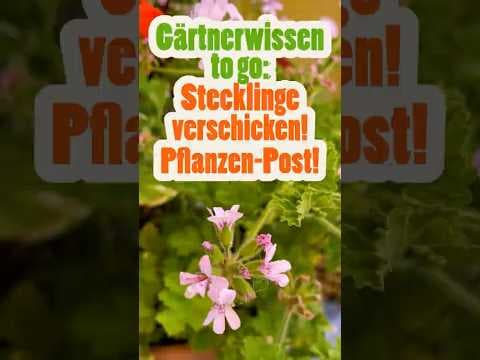 Stecklinge richtig verschicken: PET-Flaschen-Hack! 📦🌿- Gärtnerwissen to go!