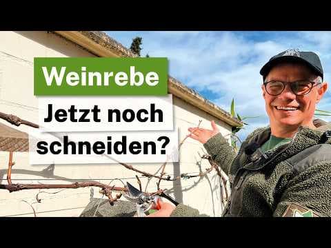Weinrebe schneiden im März: Zu spät oder genau richtig? 🍇✂️