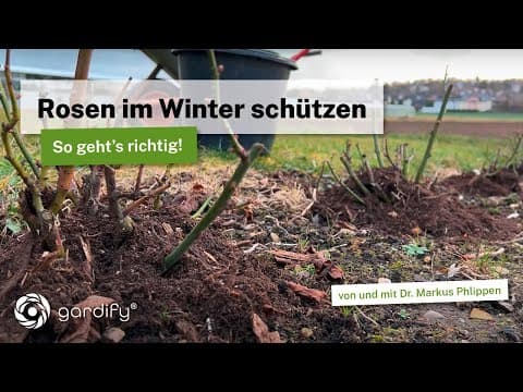 Rosen vor Frost im Winter schützen: Anhäufeln und richtig düngen für einen guten Start im Frühjahr.