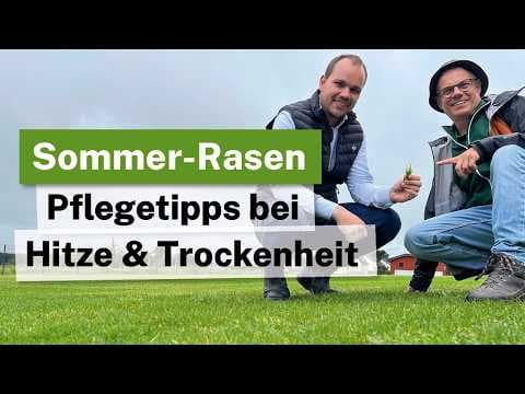 Sommer-Rasen retten: Hitzestress & Trockenheit☀️
