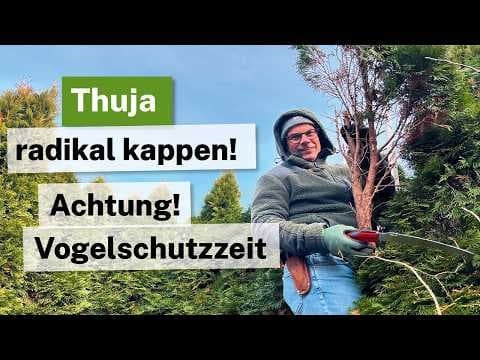 🌲 Jetzt Thuja-Schnitt durchführen: Spitzen kappen vor dem Vogelschutz!