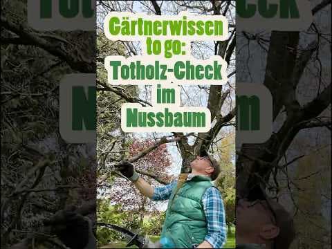 Nussbaum-Pflege: Totholz raus, bevor das Laub kommt! 🌳✂️