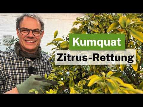 Zitrus-Rettung: Kumquat umtopfen & Chlorose stoppen! 🍋💊