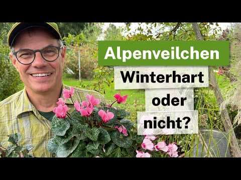 Alpenveilchen WINTERHART oder nicht? 🌸❄️ Der Vergleich & Pflanz-Tipp