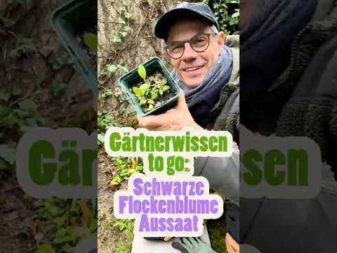 Schwarze Flockenblume - Aussaat-Check: Die beste Methode für Wildblumen! 🌸🧪 Gärtnerwissen to go!