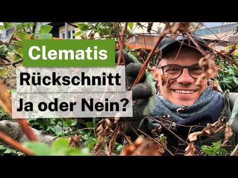 Clematis-Schnitt vergessen? Keine Panik! So rettest du die Blüte 🌸✂️