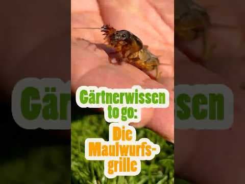 Maulwurfsgrille entdeckt! 🦗🚜 Nützling oder Plagegeist?