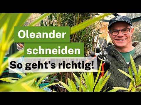 Oleander schneiden: Erziehungsschnitt vs. Radikalkur! 🌸✂️