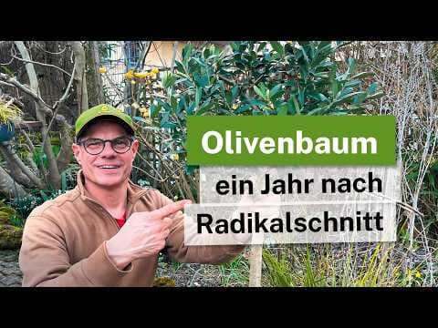 Olivenbaum radikal zurückgeschnitten: Das Ergebnis nach einem Jahr 🌿✨