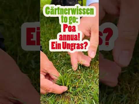 Das größte Rasen-Problem: Poa annua erkennen & genial verdrängen!