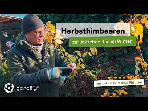 Herbsthimbeeren richtig zurückschneiden im Winter | Tipps für den Rückschnitt“