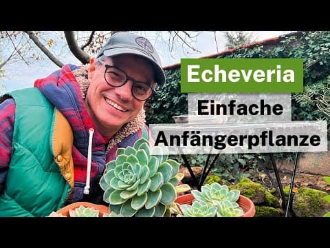 Echeveria - Einfache Anfängerpflanze! Aus einem Blatt eine ganze Sammlung ziehen!