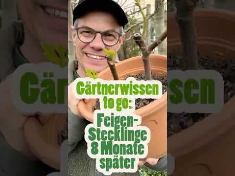 Feigen-Stecklinge: Grüner Austrieb nach 8 Monaten! 🌱✨