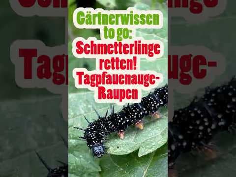 Tagpfauenauge: Warum wir Brennnesseln brauchen 🦋