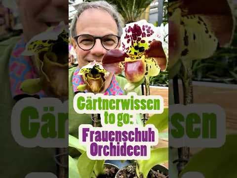Frauenschuh-Orchidee: Wunderschöne Insektenfalle für dein Fensterbrett! Gärtnerwissen to go!