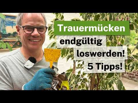 Trauermücken ENDGÜLTIG loswerden! 🪰❌ Die 5 besten Profi-Tipps (Ficus rettet)
