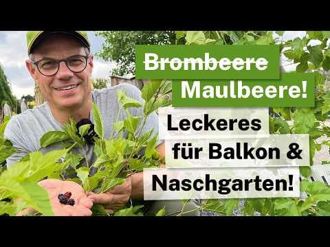 Brombeere? FALSCH! Die Maulbeere für Kübel & Naschgarten 🫐☀️