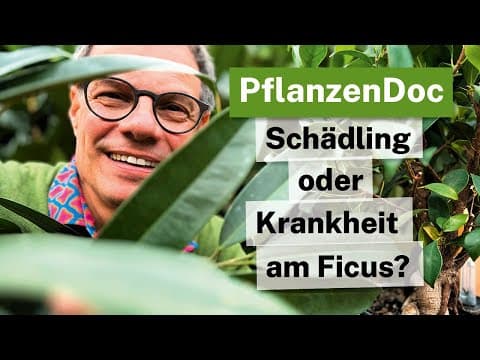 Pflanzendoktor: Weiße Punkte & braune Ränder am Ficus? Die Auflösung! 🩺🌿