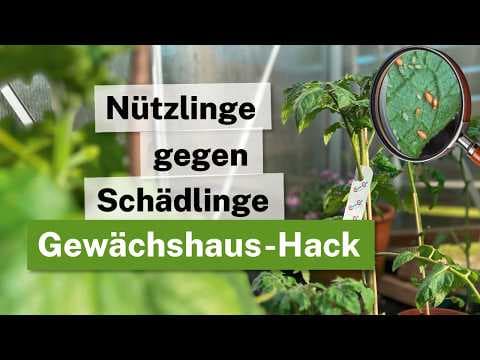 Gewächshaus-Rettung: 3 biologische Nützlinge gegen Blattläuse & Co! 🍅🐝