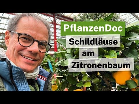 PflanzenDoc: Schildläuse am Zitronenbaum? So wirst du sie los! 🍋🛡️