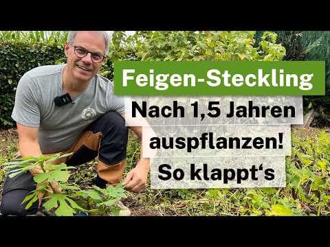 Feigen-Stecklinge ausplanzen: 1,5 Jahre später! 🌳✨ So klappt das Einpflanzen garantiert!
