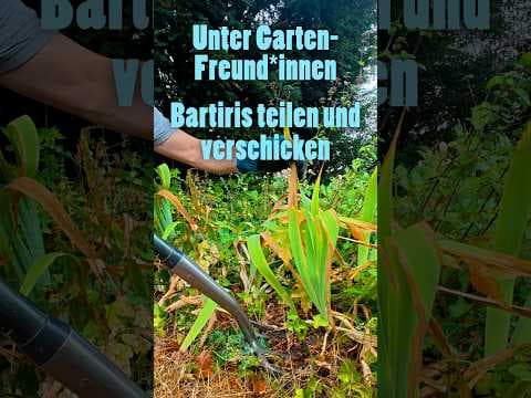 Schwarze Schwertlilie teilen & verschicken! 🖤 🌸 (Iris-Ableger)