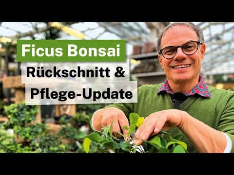 Ficus Bonsai Ginseng: Ein Jahr nach dem Umtopfen – Rückschnitt & Pflege-Update 🌳✂️